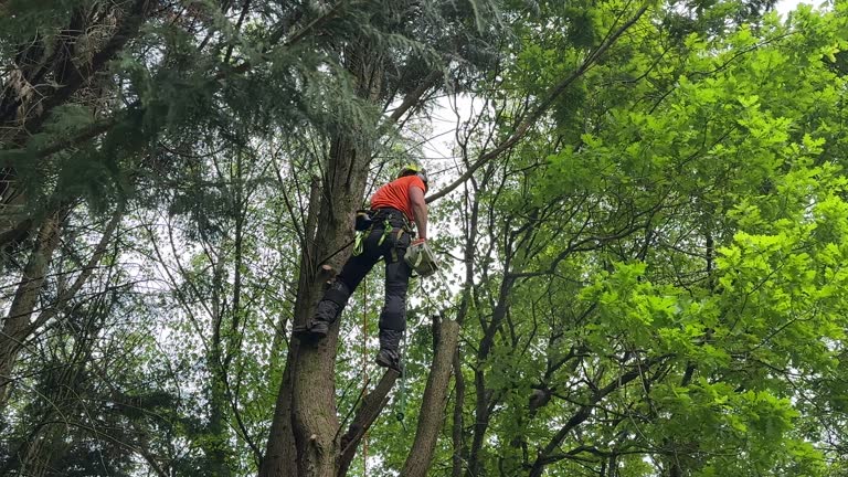 How Our Tree Care Process Works  in Five Forks, SC